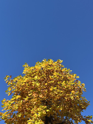 IMG_4463.JPG