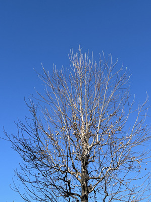 IMG_4990.JPG