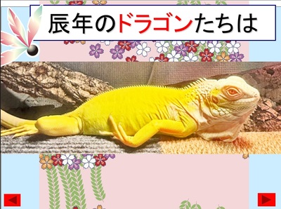 dragon.jpg