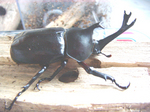 nagaikikabuto.jpg