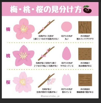 umemomosakura.jpg